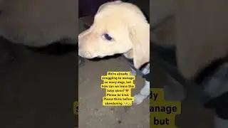 #abandoned #puppy #adoptstrays #straydog #saveanimal #rescue #streetanimals #feedstraydogs