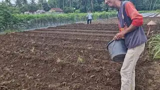 INCREASE THE FERTILITY OF YOUR BED WITH THIS SIMPLE LIME FERTILIZER METHOD! -Agriculture Farming