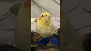 Jamming out! 🎶 #birbolove #birdscontent #birdcontent #birbocontent #birbcontent #birdsreunion #bir