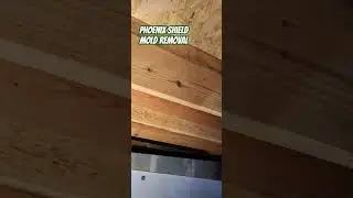 Crawl space mold inspection #mold #moldremediation #moldremoval #moldremediationTullahoma