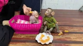 So adorable baby monkey feeling lovely that mummy take care and sharing food to eating delicious