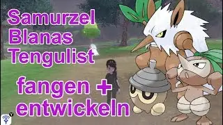 Samurzel, Blanas, Tengulist fangen + entwickeln SCHWERT | Pokemon Schwert und Schild