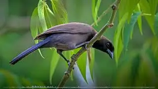 The raucous sounds of Purplish jays