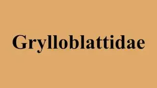 Grylloblattidae