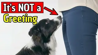 If Your Dog Sniffs Your Crotch, It Means THIS 🐶 | Dog Training