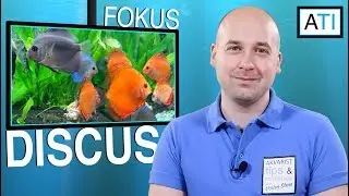 Fokus Discus (Symphysodon)