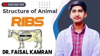 Sternal Ribs and Asternal Ribs in Animals by Dr Faisal Kamran UVAS Jhang