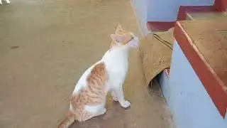 Cat attack on snake