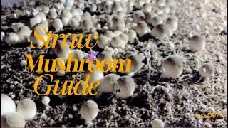 Straw Mushroom Cultivation &ndash; Part 7: Automatic Pinning Stimulation (Light, Humidity & Ventilation)