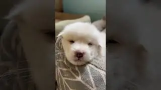What a cute little puppy #dogs #puppies #cuddly #content inspired search #fixing dogs