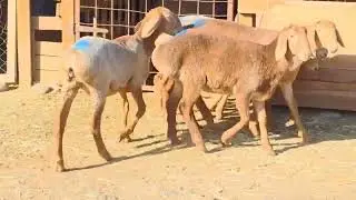 5 heads of mixed breeding goats