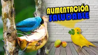 Alimentación Adecuada en los Pájaro Fruteros - Comida para Aves