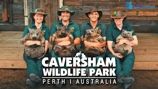CAVERSHAM WILDLIFE PARK | DISCOVER PERTH'S BEST WILDLIFE EXPERIENCE 🇦🇺 [4K]