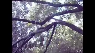 The History of Eshniner Forest.