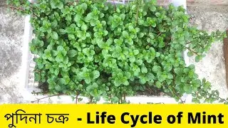 পুদিনা চক্র  - Life Cycle of Mint