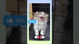 #gato #gatitos #cat #adoptame
