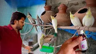 How to improve my cockatiel ￼birds in cold infection |