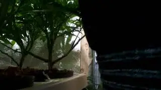 3x3 Tent Spectrum King Cc Gen Hydro Ecogrower 7 Days into Flower