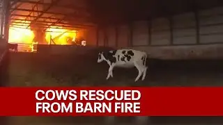 Police rescue cows from Wisconsin barn fire | FOX6 News Milwaukee