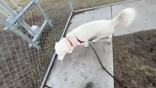 Utah Humane - Bear