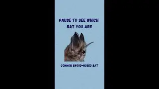 Which bat are you? We need to know&hellip;. for science