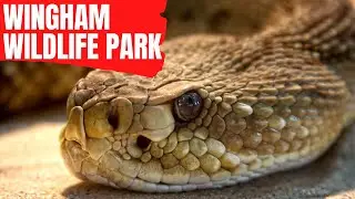 REPTILE HOUSE Walkthrough tour - Wingham Wildlife Park - Kent - United Kingdom