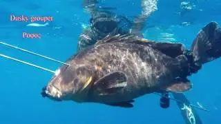 Best of spearfishing 2016 - Dimitris Vosios