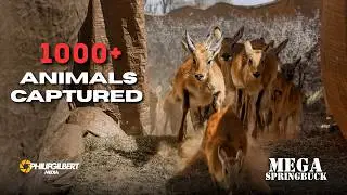 Massive 1000+ WILD ANIMALS Captured - Mega Springbuck ( Lechwe, Black Wildebeest, Blesbuck )