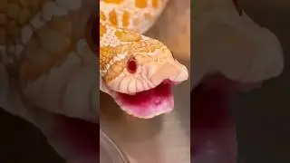 Свинообразная змея 🐽🐍 #животное #мило #змея