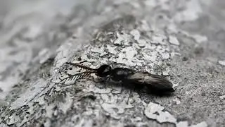 昆蟲 insect -蟻形蜂科 Bethylidae / Epyris sauteri＝Calyozella sauteri＝Epyris apicalis( male)