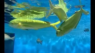 シイラ　Mahi-mahi,Dorado,Common dolphinfish　Coryphaena hippurus