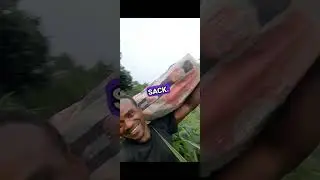 Massive 7-Acre Farm Tour | Yam, Corn, Cassava & Rice Paradise in Nigeria 🌾🌽🍠🌱