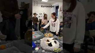 Магнитогорское котокафе 