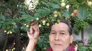 Buổi s&aacute;ng thăm vườn tr&aacute;i c&acirc;y Cherry tr&aacute;i rất nhiều - Tiếp tục sửa nh&agrave; cho thu&ecirc;