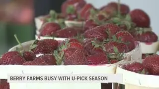 U-Pick berry season is underway at local West Michigan farms