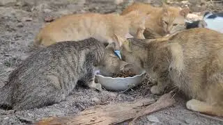 Full Bellies, Cozy Hearts 🌿🐾 A Heartwarming Day at Paw & Hoof Moments