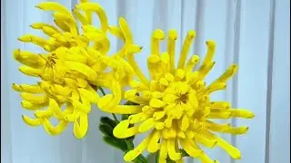 Hướng dẫn làm hoa cúc mẫu đơn bằng kẽm nhung