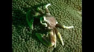 TAILANDIA nochevieja 2018 Viajesbuceo com FULLHD VIDEO RESUMEN