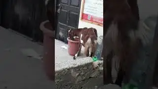 Goat Eating Paper This Is Not Good For animal Health and Bad News For Owner Goat