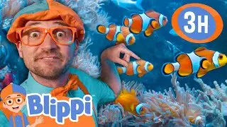 Blippi Explores The FISH PLAYGROUND! | Blippi and Meekah Best Friend Adventures | Educational Videos