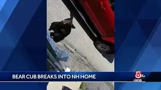 NH family finds curious bear cub in their kitchen