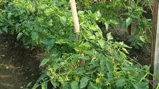 Agrotika's Products used, Bhumi Rakshak+ micro star+ root king+ Amrit -G + NPK for application