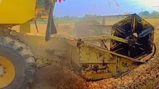 Munhji ketva rhy hain tayar Hoge Alhumdolilah ❤️#shortvideo #villagerlifestyle #farming #agriculture