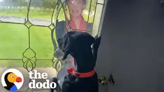 Dog Goes Bananas When Julie Andrews Comes To Visit  | The Dodo