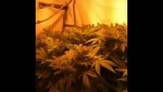 God and green crack