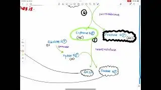HMP shunt\ PPP explained in Urdu #lippincott #biochemistry #biochemistrynotes