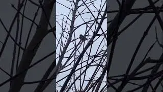 Playing peekaboo with the bird #shorts #bird #wildlife #helen and Jr vlog