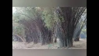 Back in time✍️Sunrise in the Bamboo Forest. East Java-Indonesia 2020 #shorts #photography #sunrise