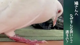 いつも狭い所を通って来る鳩さん