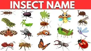 20 Insects Name English & Hindi with Pictures | Insects Names for Kids